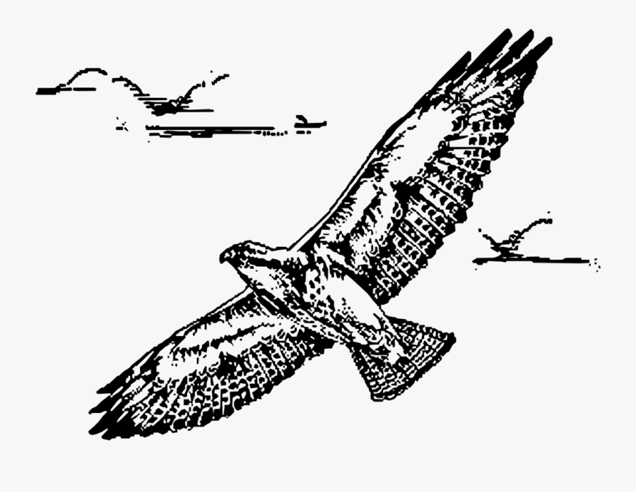 Swainsion Hawk In Flight - Hawk Flying Line Drawing, Transparent Clipart