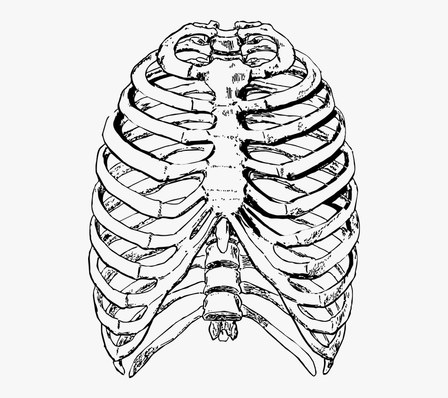 Free Photo Ribs Front Human Ribs Skeleton Rib Rib Cage - Artistic Anatomy Paul Richer Pdf, Transparent Clipart