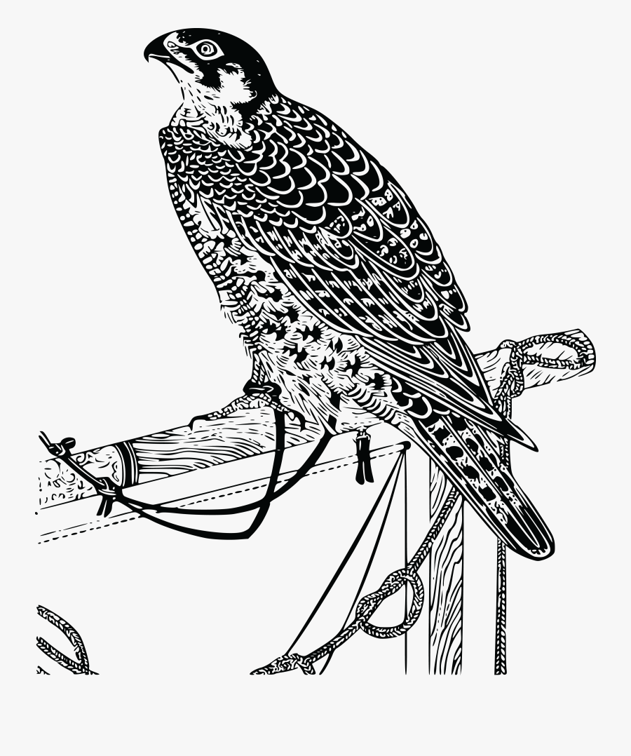 Falcon Line Drawing Realistic, Transparent Clipart
