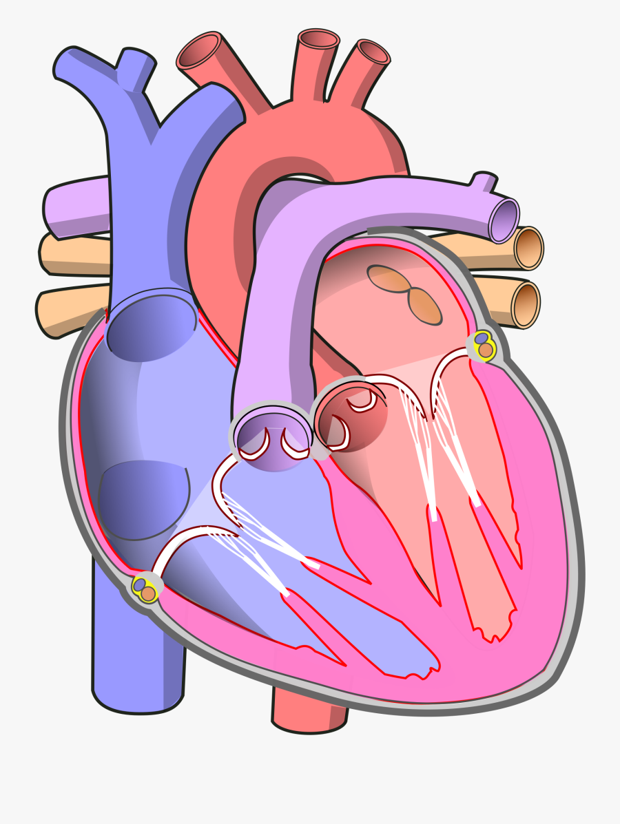 Clip Art File Diagram Of The - Human Heart Without Labels ...