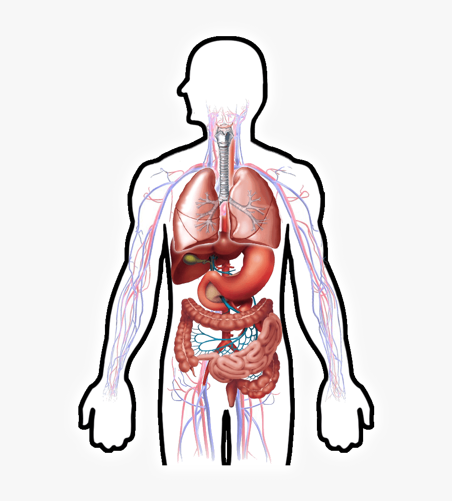 Digestive System Clipart Hd, Hd Png Download , Png - Digestive System And Respiratory, Transparent Clipart