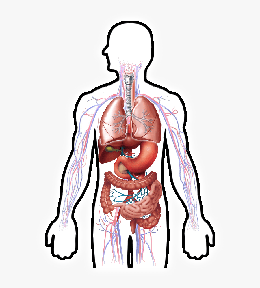 Организм человека. Органы человека. Внутренние органы человека. Силуэт человека с внутренними органами.