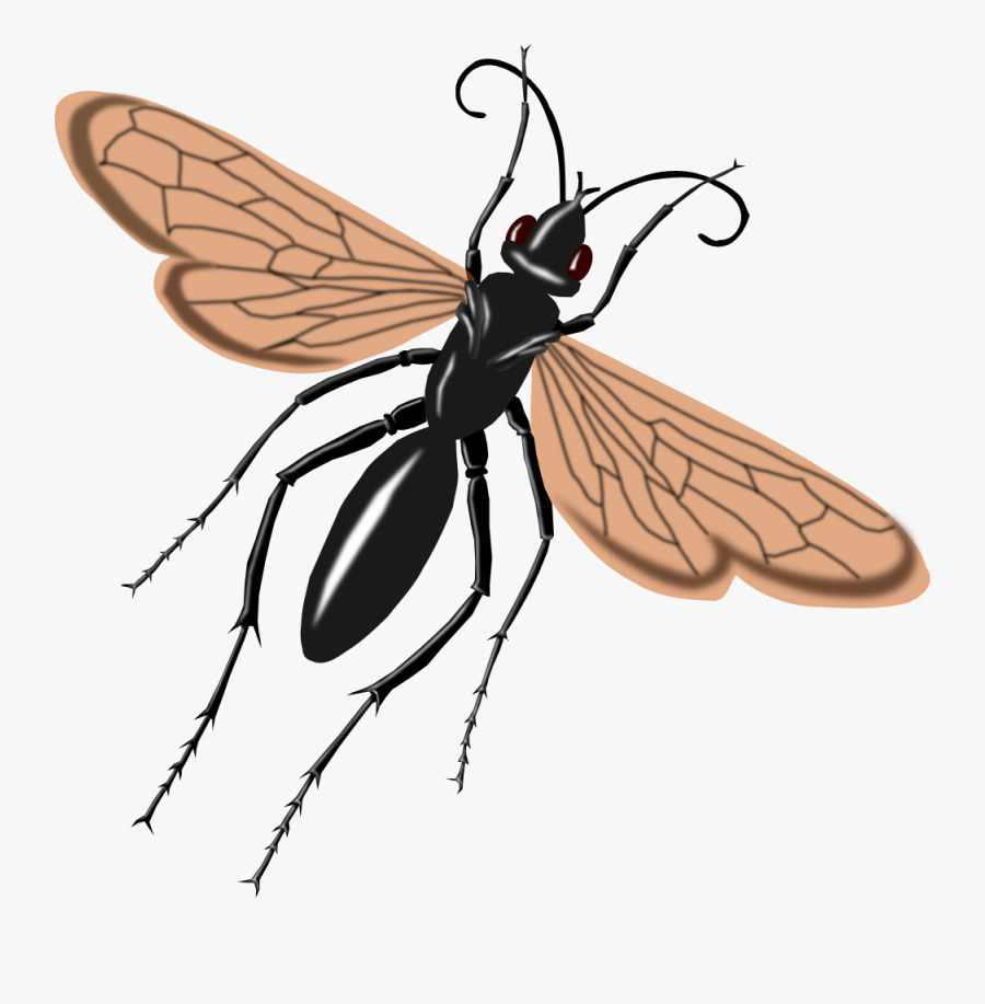 Free Tarantula Hawk Wasp Clip Art - Tarantula Hawk Wasp Png, Transparent Clipart