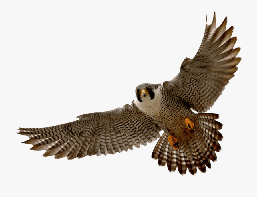 Hawk Clipart College - Peregrine Falcon No Background, Transparent Clipart