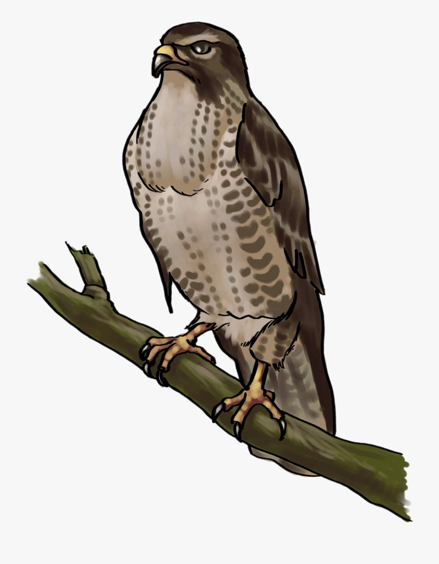 Cooper"s Hawk Clipart Transparent Hawk Clip Art , Free Transparent
