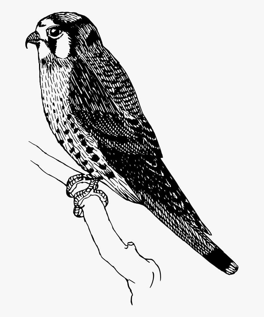 Sparrow Hawk - Sparrowhawk Clipart, Transparent Clipart