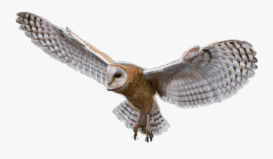 Owl Png, Transparent Clipart