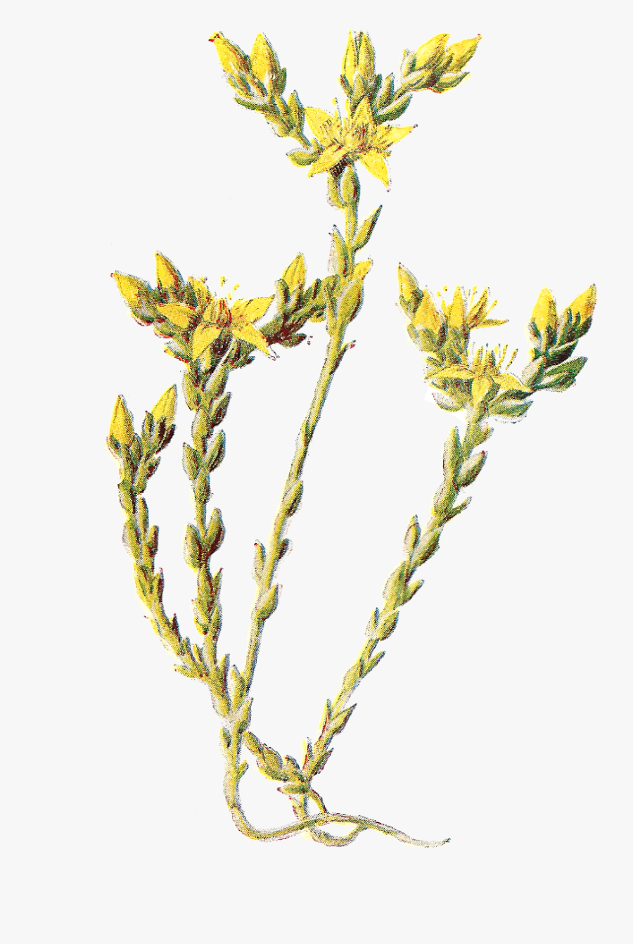 Pepper Clip Art, Transparent Clipart