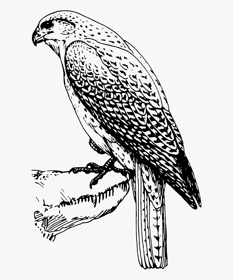 Line Art,wildlife,monochrome, Transparent Clipart