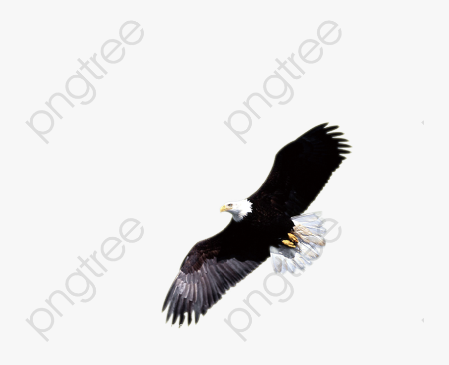 Black Hawks, Transparent Clipart