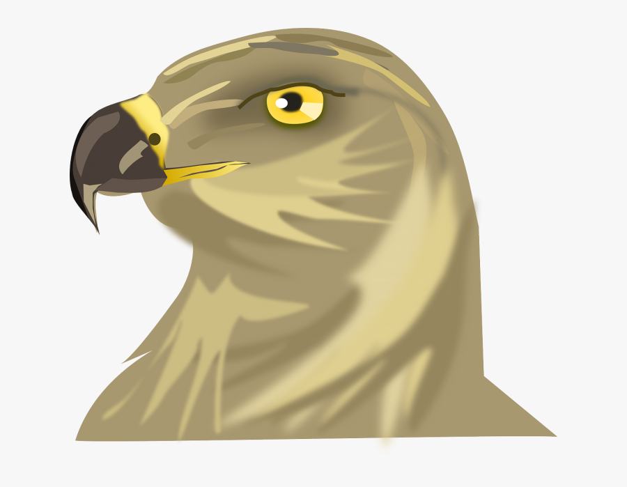 Bird Hawk Head Transparent Png Images, Transparent Clipart