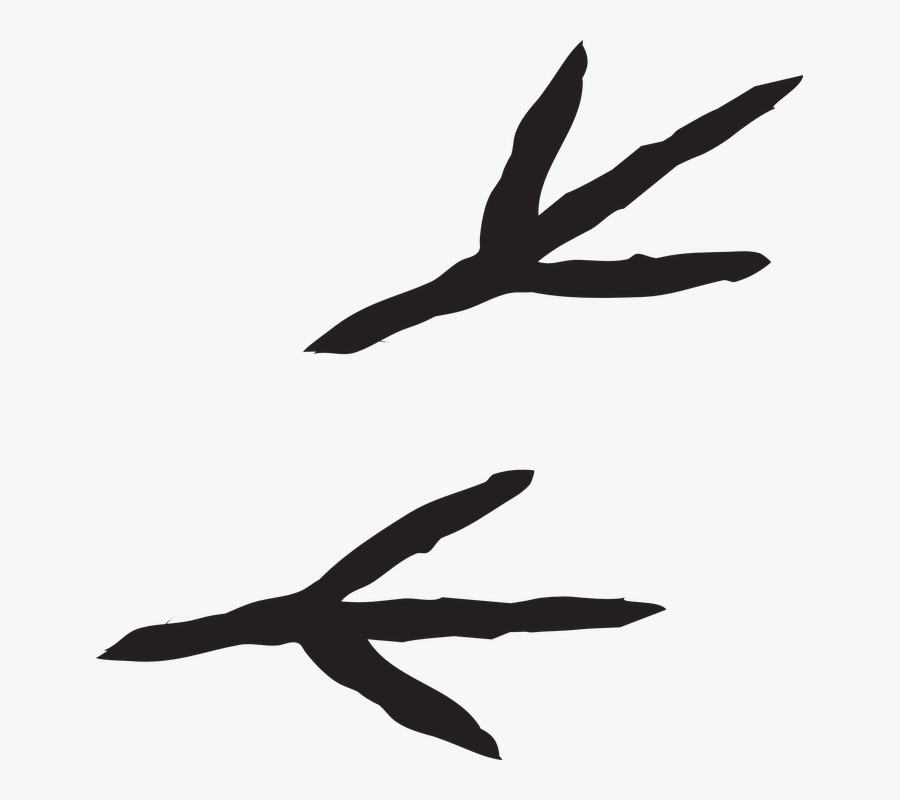 Footprint Clipart Bird, Transparent Clipart
