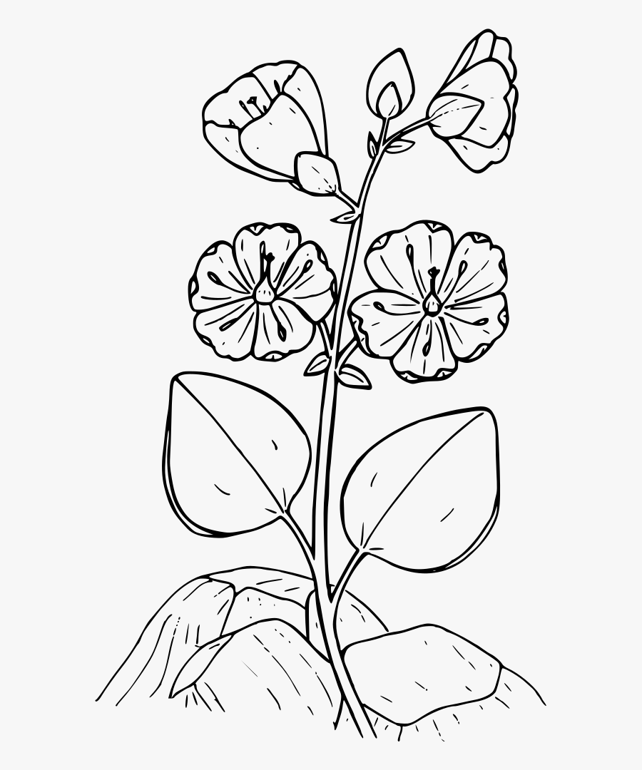 Umbellate Spring Beauty, Transparent Clipart