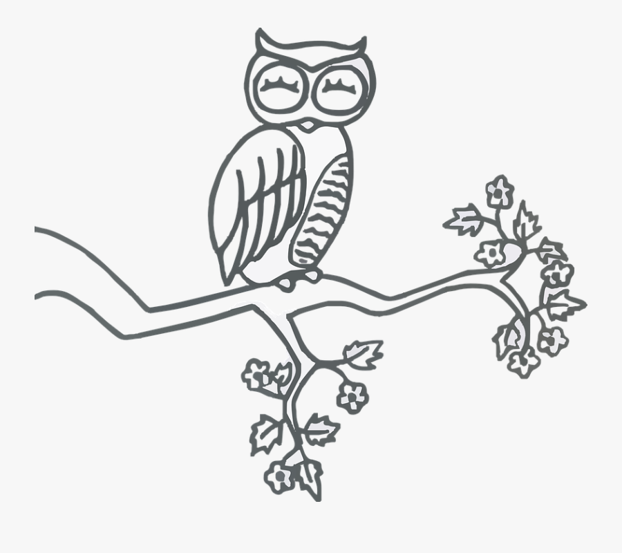 Owl, Perched, Sleep, Spring, Blossoms, Drawing, Transparent Clipart