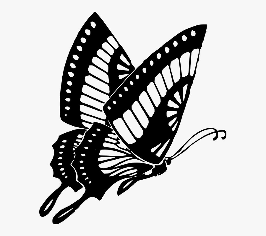 Beautiful, Butterfly, Insect, Nature, Spring, Transparent Clipart