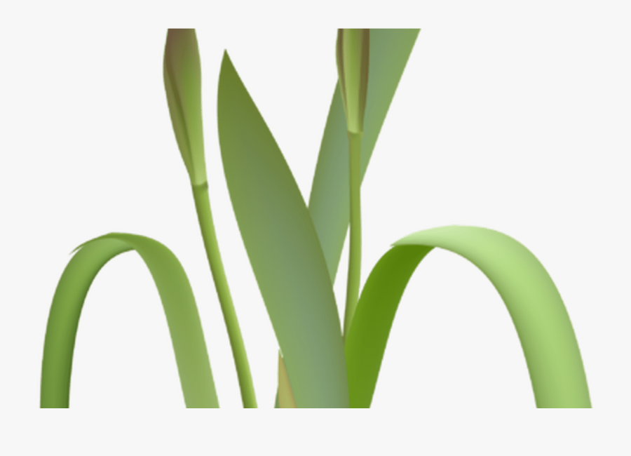 Transparent Spring Flower Clipart, Transparent Clipart