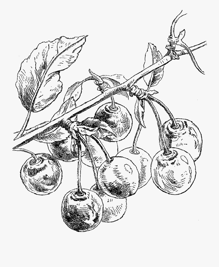 Cherry Fruit Download Clip Art, Transparent Clipart