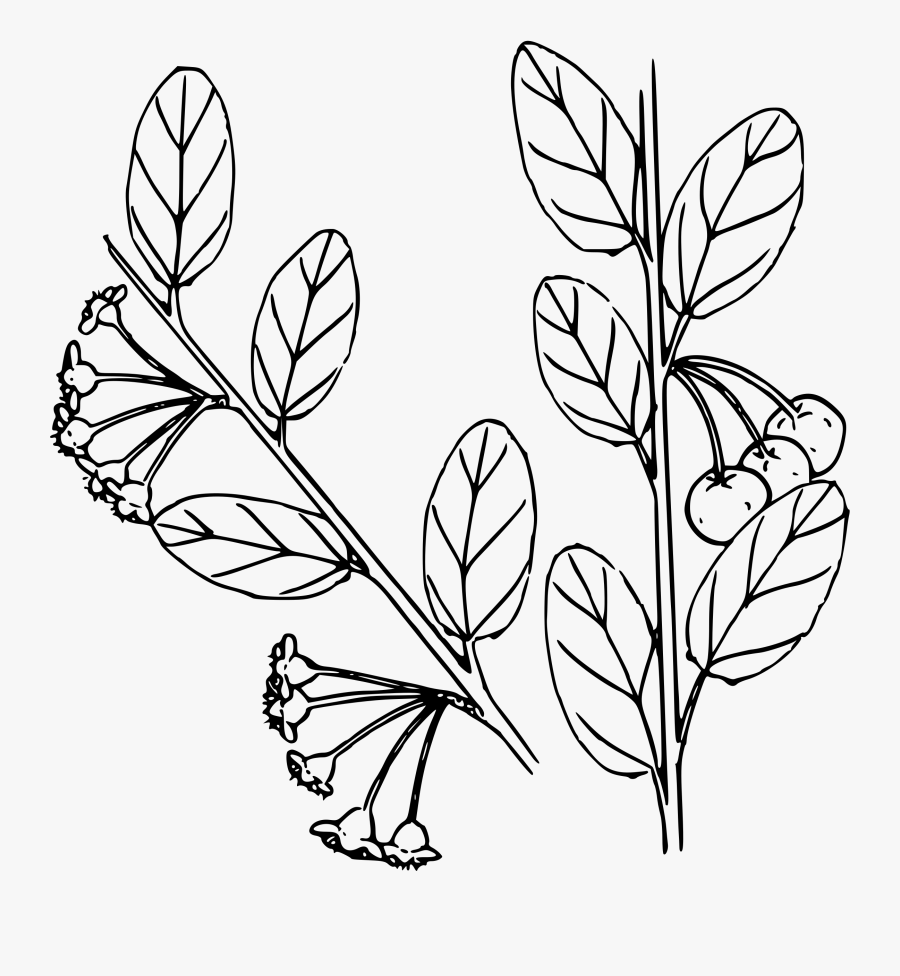 Bitter Cherry Clip Arts, Transparent Clipart