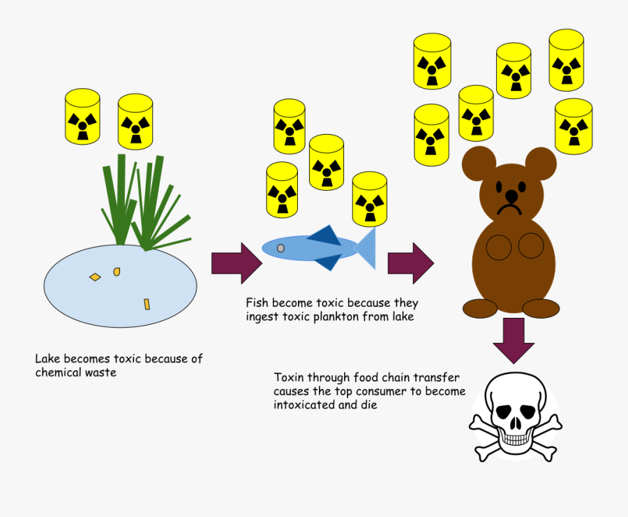 Bio-magnification In A Pond Ecosystem Clipart , Png, Transparent Clipart