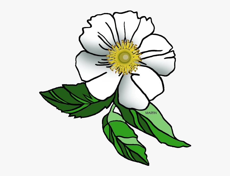 Alluring Georgia State Flower United States Clip Art, Transparent Clipart