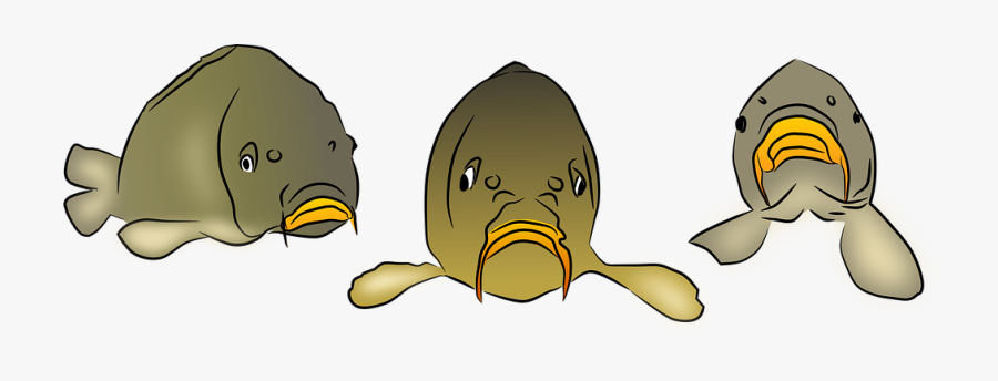 Carp, Fish, Pond, Lake, Fishing, Fisherman, Transparent Clipart