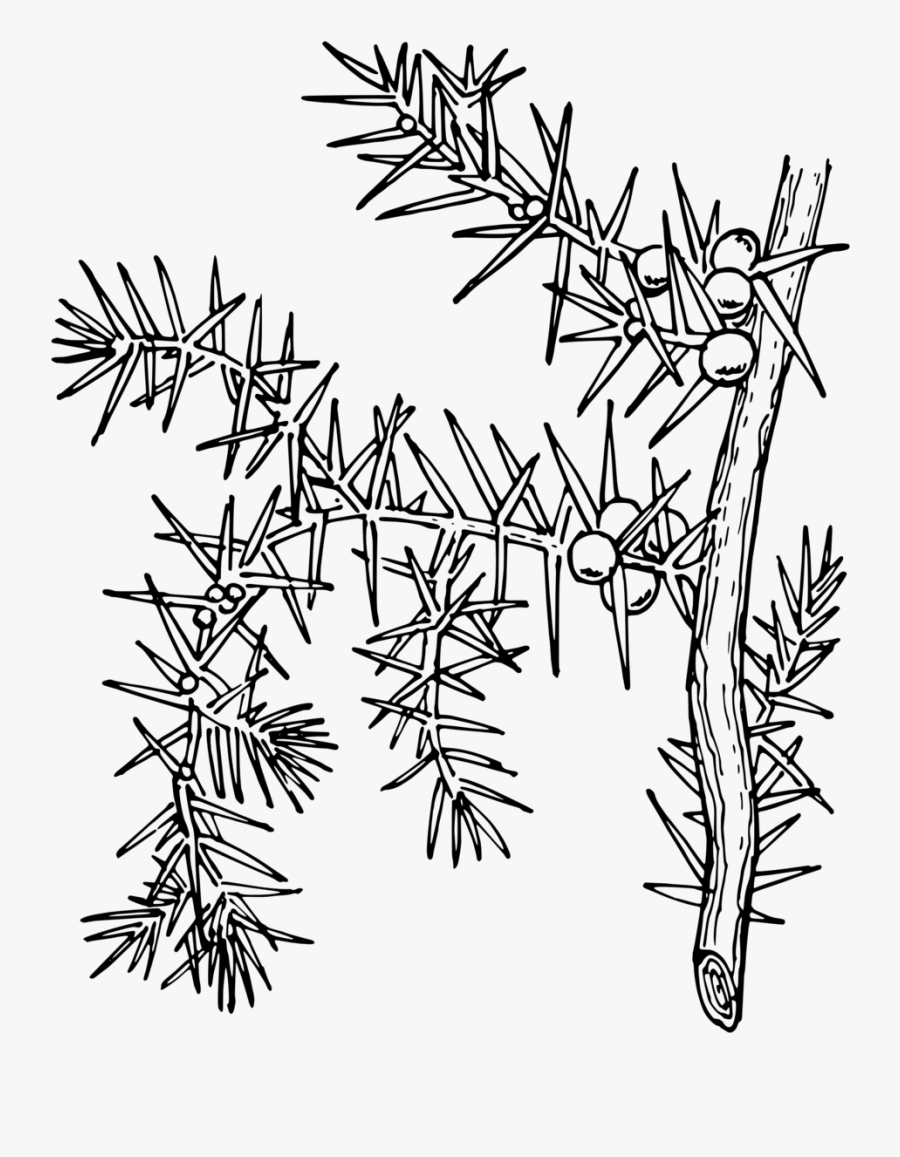 Pond Clip Art, Transparent Clipart