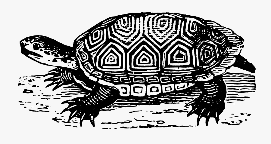 Painted Turtle, Transparent Clipart