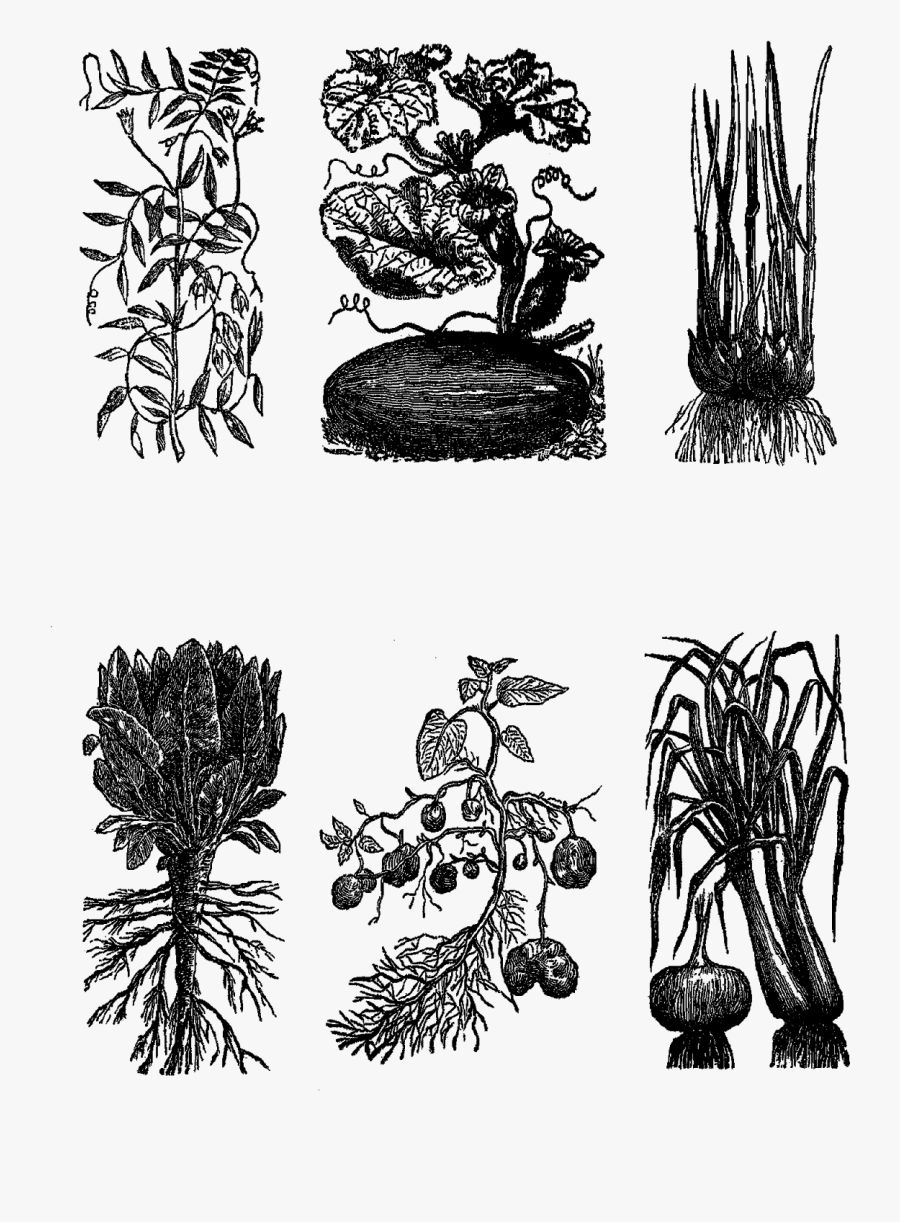 Sketch, Transparent Clipart