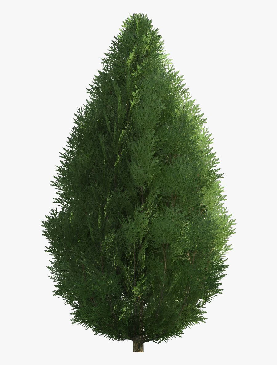 Cypress Png Clip Art - Mexican Pinyon, Transparent Clipart
