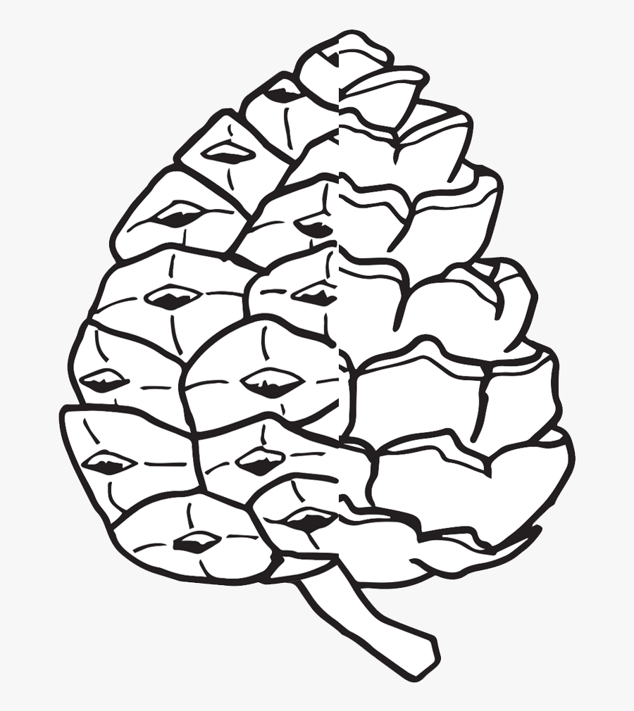 Pine Cone Drawing Easy , Free Transparent Clipart ClipartKey