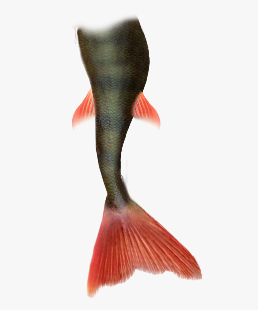 Mermaid Tail Transparent Background, Transparent Clipart