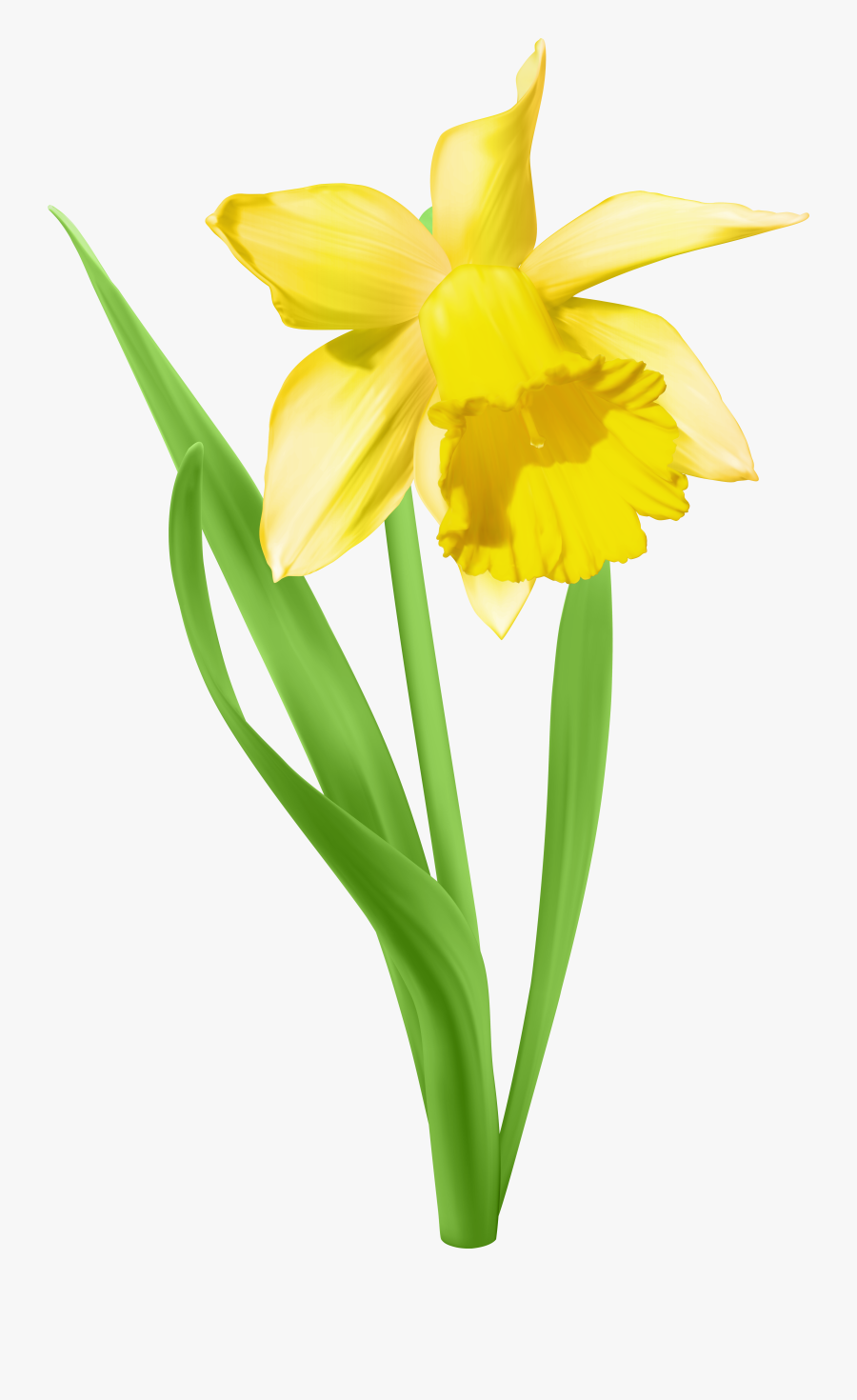 Daffodil Png, Transparent Clipart