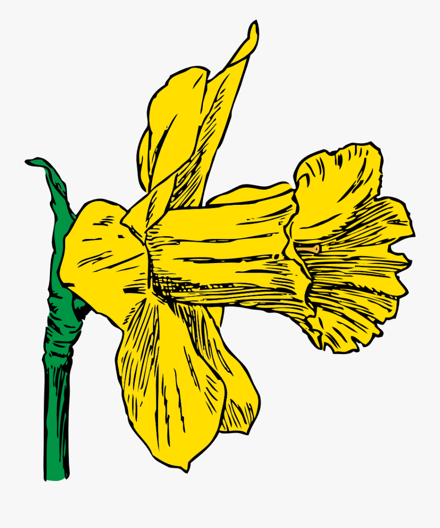 Daffodil - Daffodil Clip Art, Transparent Clipart