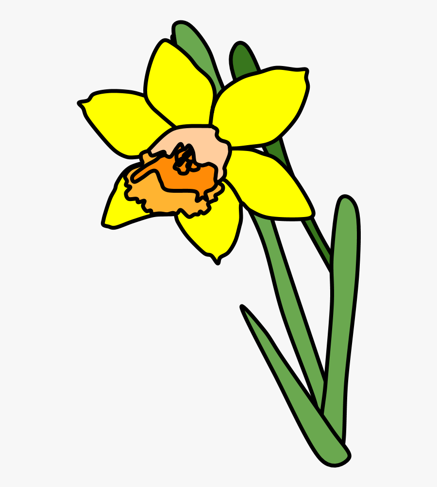 Daffodil, Yellow, Orange - Daffodil Black And White Png, Transparent Clipart