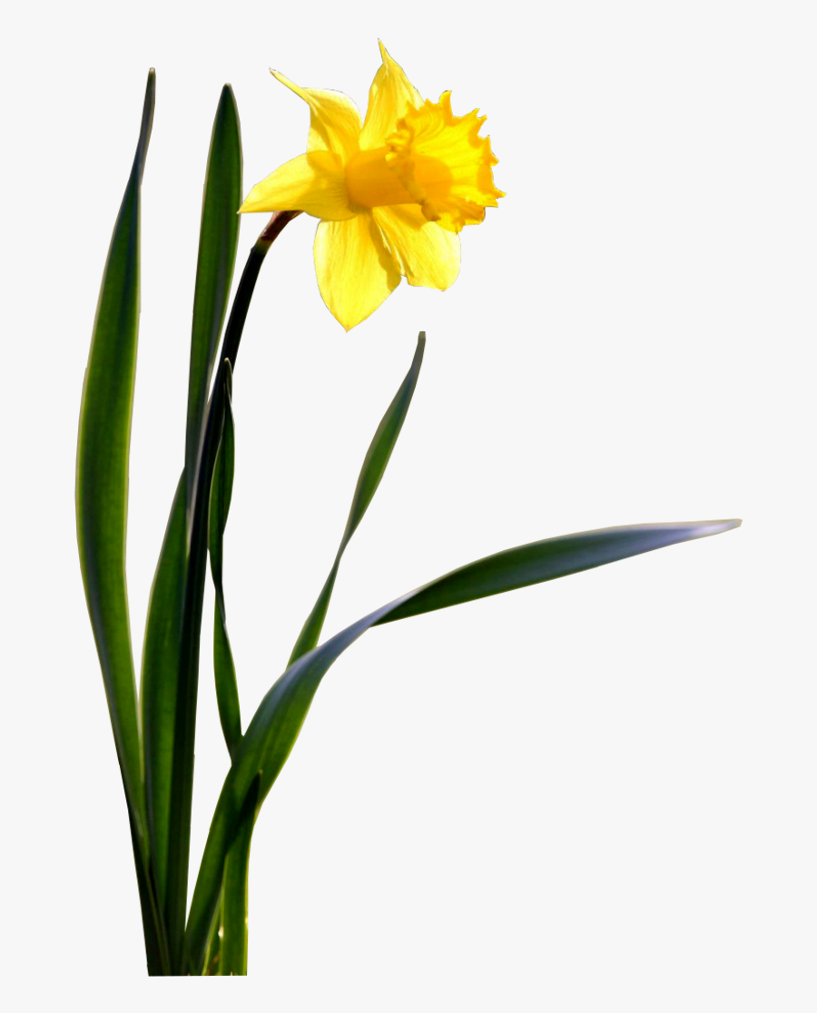 Daffodil Transparent Images - Transparent Background Daffodils Png, Transparent Clipart