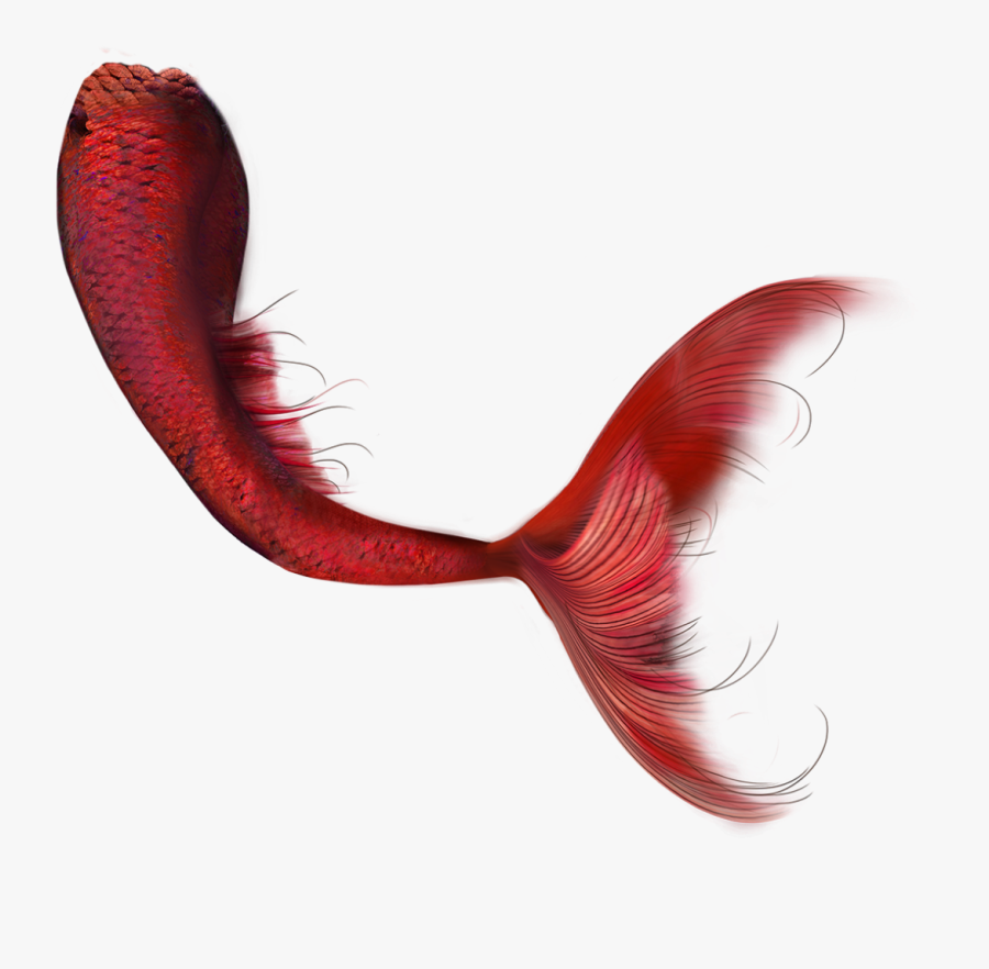 Marmand/fish Hd Clip Art - Mermaid Tail Png, Transparent Clipart