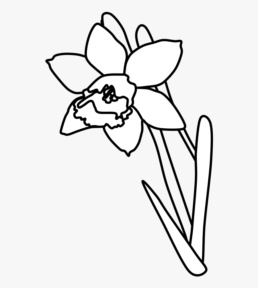 Daffodil, Black And White - Daffodil Black And White Png, Transparent Clipart