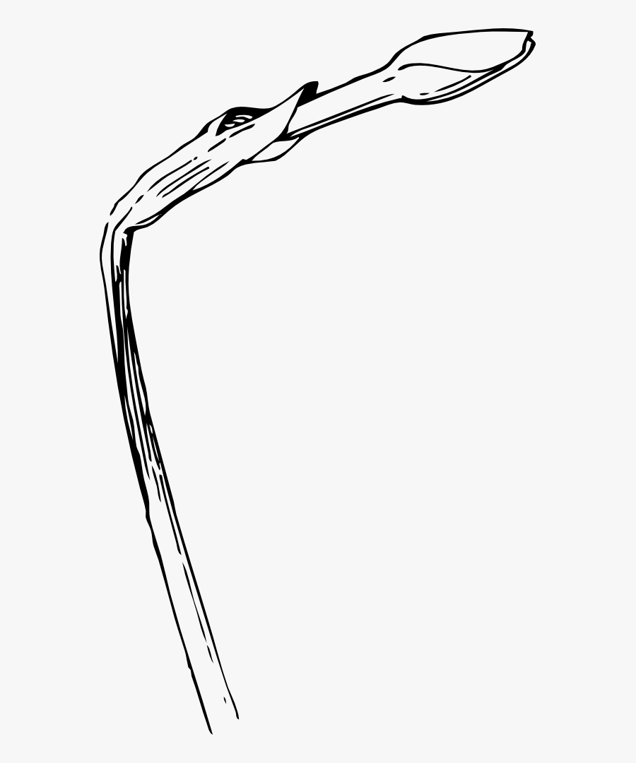 Narcissus Bud - Budding Clipart, Transparent Clipart