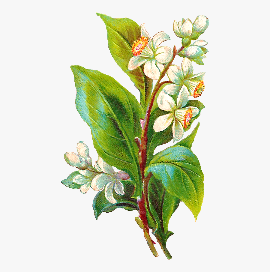 Bud Drawing Botanical Transparent Png Clipart Free - Evergreen Rose, Transparent Clipart