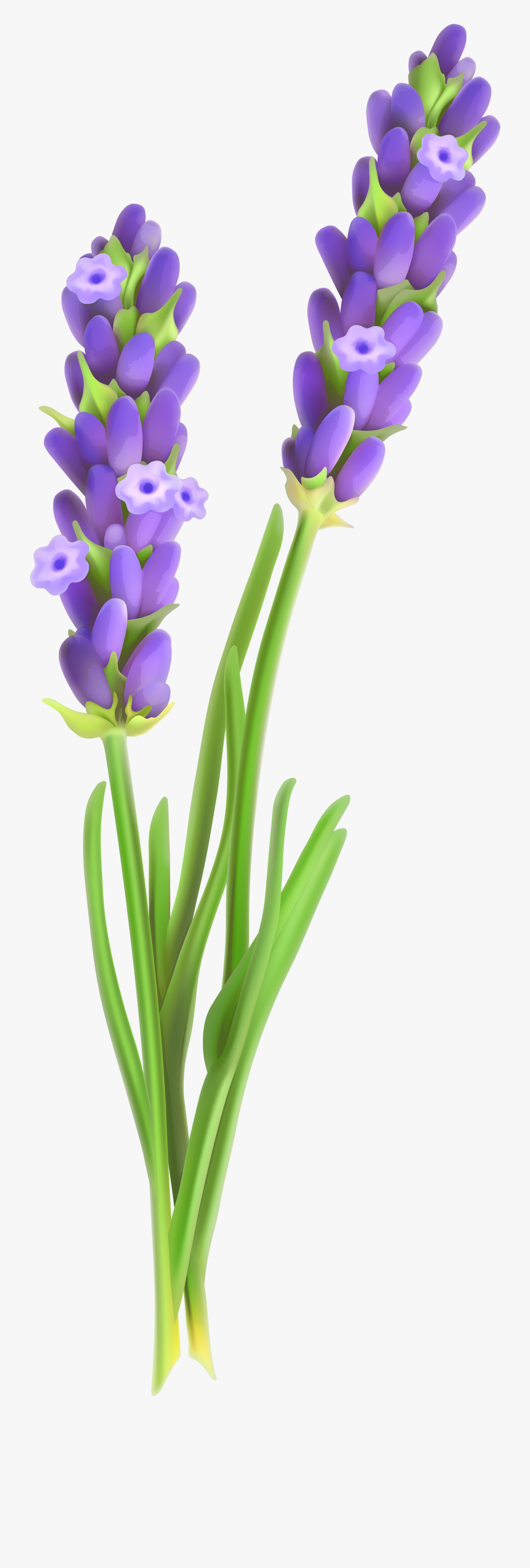 Images Of Illustration Png - Clipart Lavender Flowers Lavender Transparent Background, Transparent Clipart