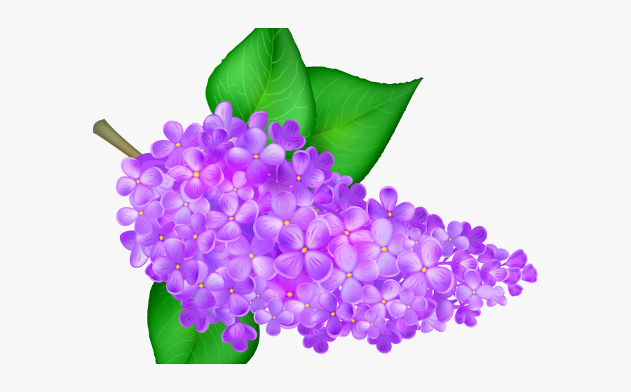 Lilac, Transparent Clipart