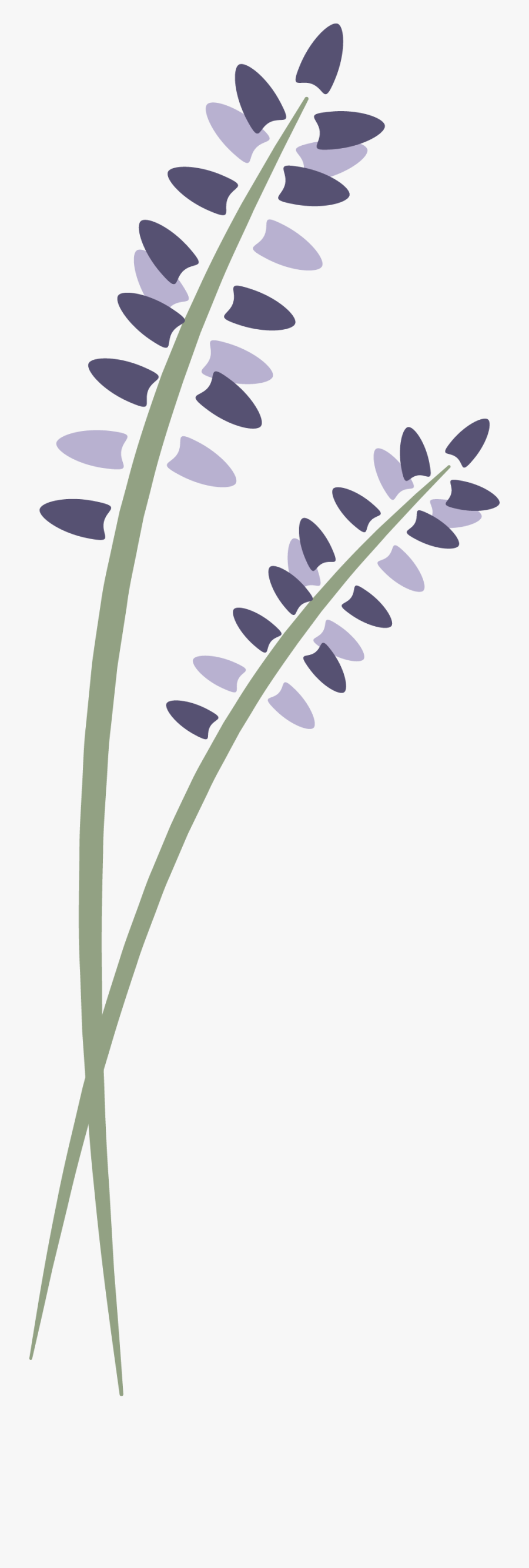 Lavenderlogovertical - Lavender Springs Spa Clip Art, Transparent Clipart