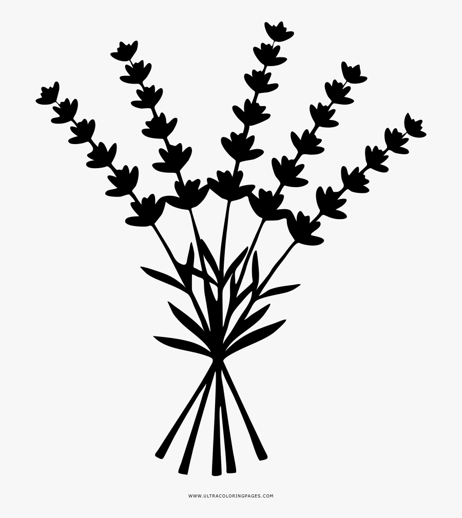 Lavender Coloring Page - Easy To Draw Sea Lavender, Transparent Clipart