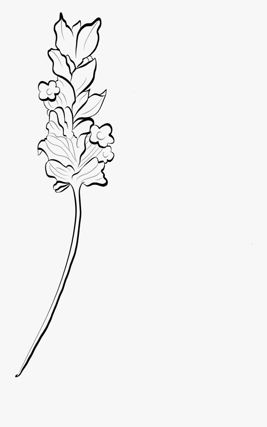 Line Art - Lavender Line Art Png, Transparent Clipart