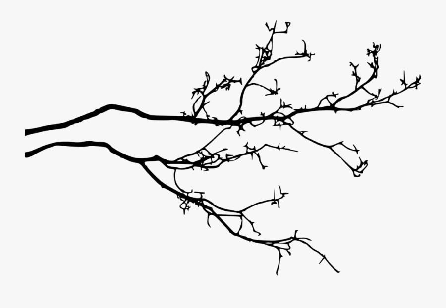 1200 × 705 Px - Tree Branches Png Drawing, Transparent Clipart