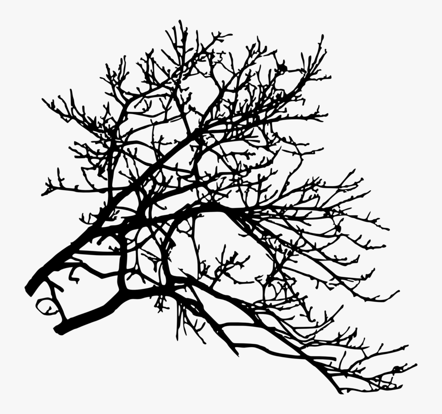 Tree-branch, Transparent Clipart