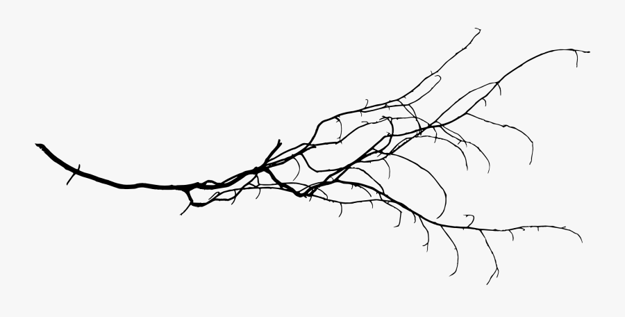 Branch Png - Free Download - Tree Branches Png Transparent, Transparent Clipart
