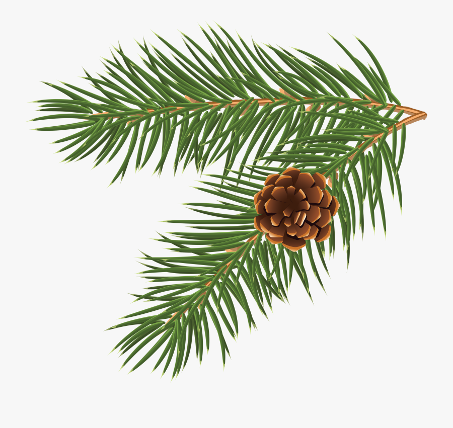 Pinus Taeda Conifer Cone Branch Tree Clip Art - Christmas Vector Png Free, Transparent Clipart