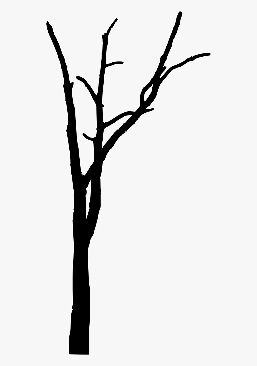 Trees Without Leaves Png - Tree Without Leaves Png, Transparent Clipart