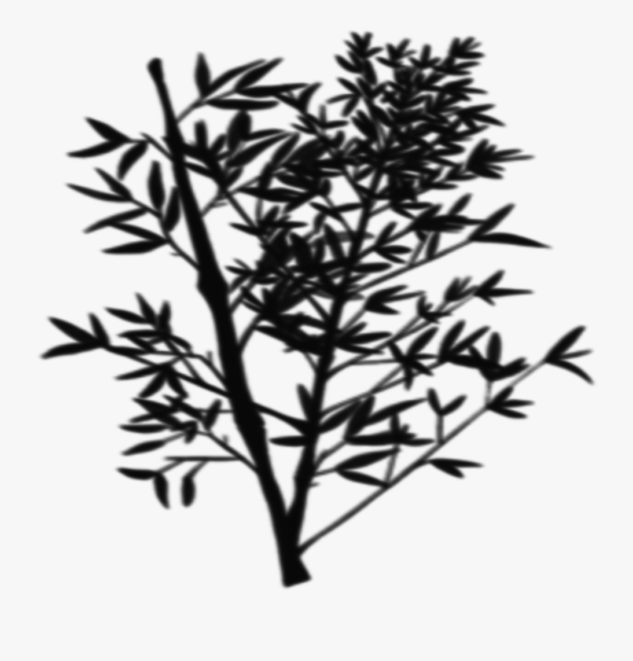 #bush #tree #branches #freetoedit - Twig, Transparent Clipart
